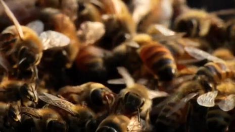 Pošast (Colony), red. Ross McDonnell, Carter Gunn