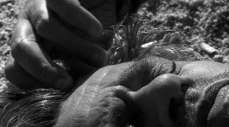 Totò, Petera Schreinera